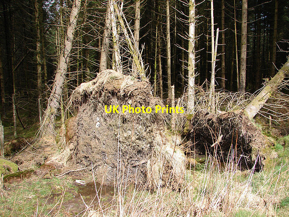 Photo 6"x4" Uprooted trees at Rhos Pant-mawr Pont Rhydgaled c2008