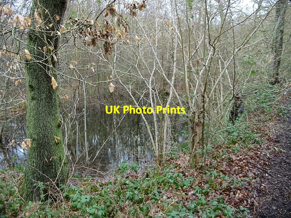 Photo 6"x4" Pond in the woods Tyler Hill c2008