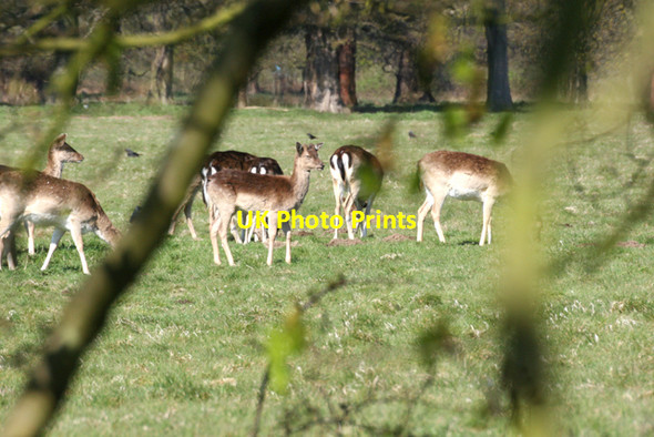 Photo 6"x4" Deer in Deer Park St Osyth c2008