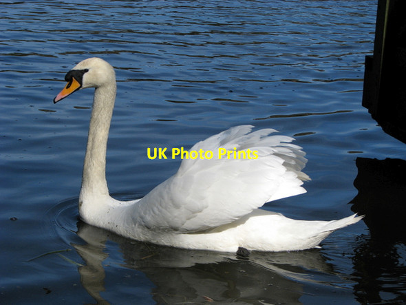 Photo 6"x4" Mute Swan, Mount Stewart Greyabbey c2008