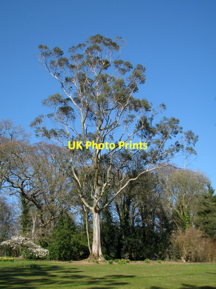 Photo 6"x4" Eucalyptus, Mount Stewart Carrowdore c2008