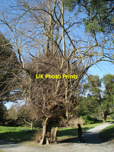 Photo 6"x4" Common Lime, Mount Stewart Greyabbey c2008