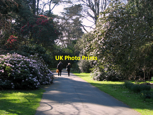 Photo 6"x4" In the grounds of Mount Stewart [5] Greyabbey c2008