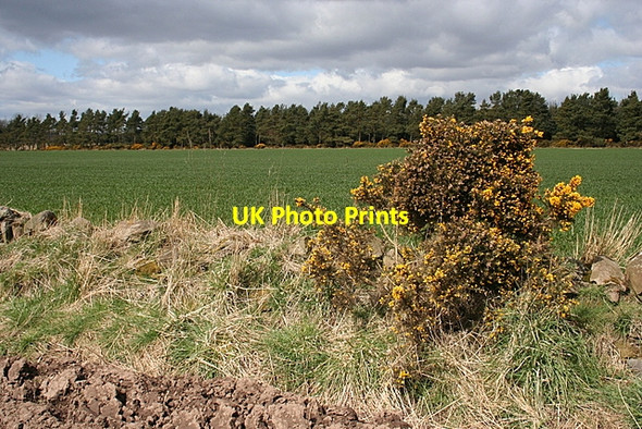Photo 6"x4" Pitcundrum Wood Bonnington Smiddy c2008