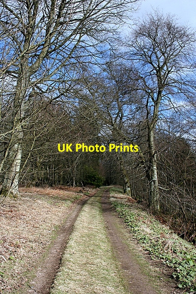 Photo 6"x4" Woodland Track Bonnington Smiddy c2008
