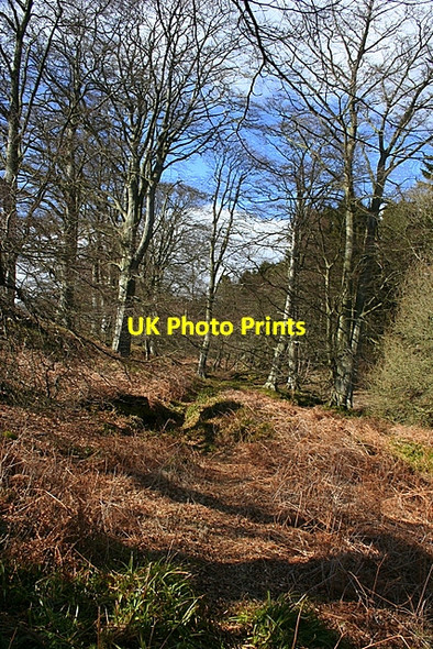 Photo 6"x4" Woodland Path Bonnington Smiddy c2008