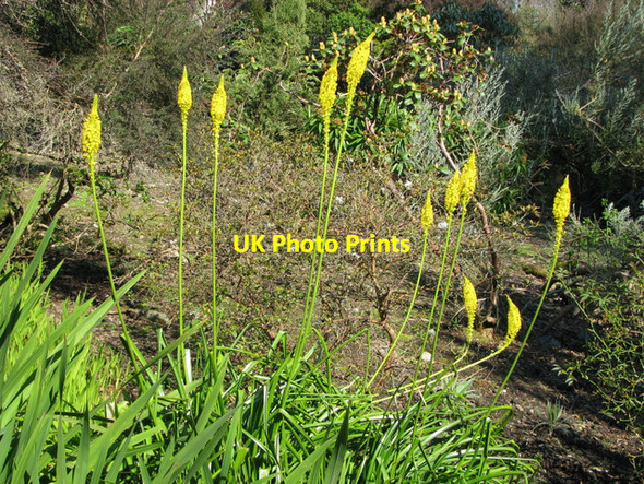 Photo 6"x4" (Unknown) plant, Mount Stewart Carrowdore c2008