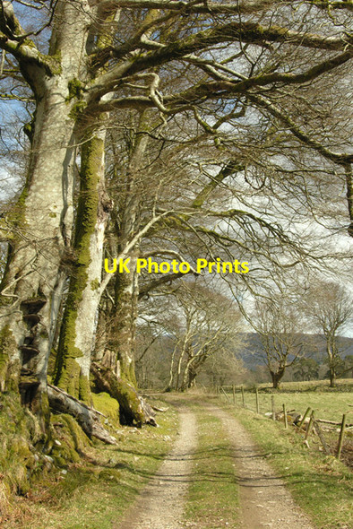 Photo 6"x4" Track through Coille na Cuile, Ardgour Clovullin c2008