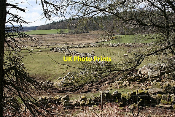 Photo 6"x4" Drystane Dykes Ruthven\/NJ5046 c2008