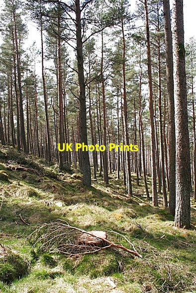 Photo 6"x4" Cumrie Plantation Ruthven\/NJ5046 c2008