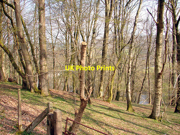 Photo 6"x4" Coed Troedrhiwseiri Woodland Nantyronen Station c2008