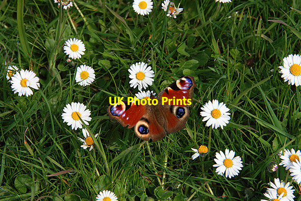 Photo 6"x4" Peacock amongst the daisies - Little Durnford Manor House Little Durnford c2008