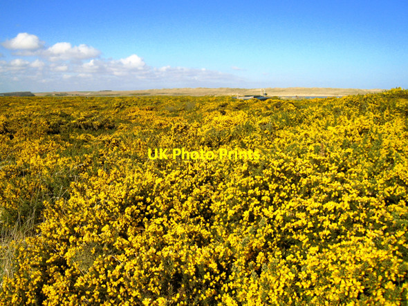 Photo 6"x4" Newburgh: A sea of gold on Udny Links Newburgh\/NJ9925 c2008