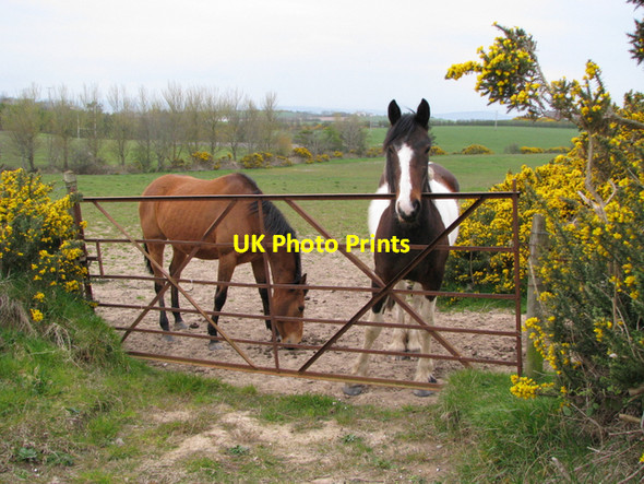 Photo 6"x4" Horses near Bangor Groomsport c2008