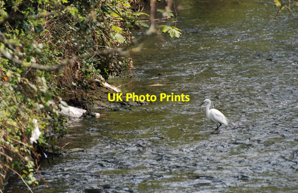 Photo 6"x4" A little egret Canterbury\/TR1457 c2008