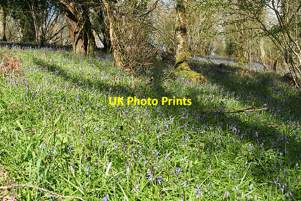 Photo 6"x4" Stoodleigh: High Wood Cove\/SS9519 c2008