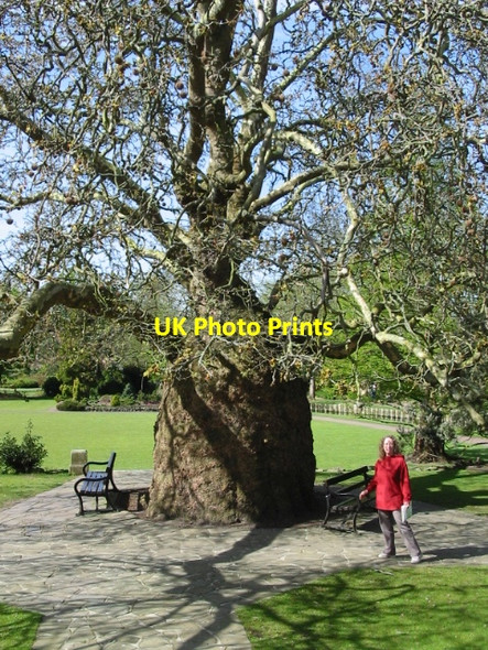 Photo 6"x4" Oriental Plane (Platanus Orientals) in Westgate Gardens Canterbury\/TR1457 c2008