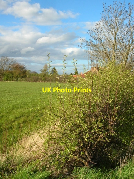 Photo 6"x4" Hedgerow - Stockton Lane Huntington\/SE6155 c2008