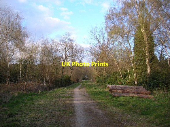 Photo 6"x4" Log pile Sand Hutton c2008