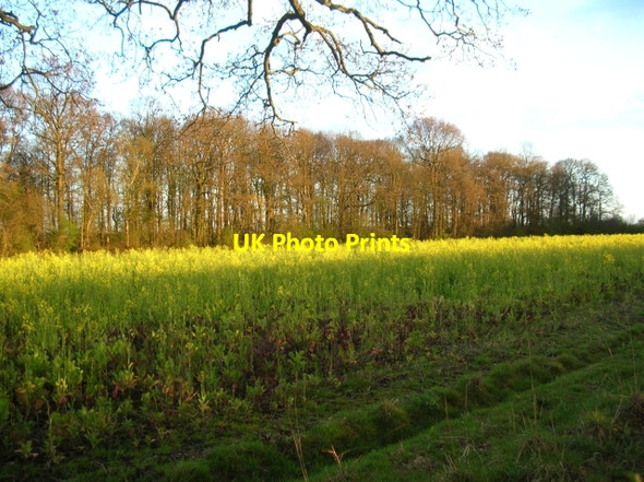Photo 6"x4" Rape along Buttercrambe road Stamford Bridge\/SE7155 c2008