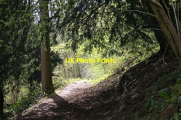 Photo 6"x4" Path up Hollybush Hill Hollybush\/SO7636 c2008