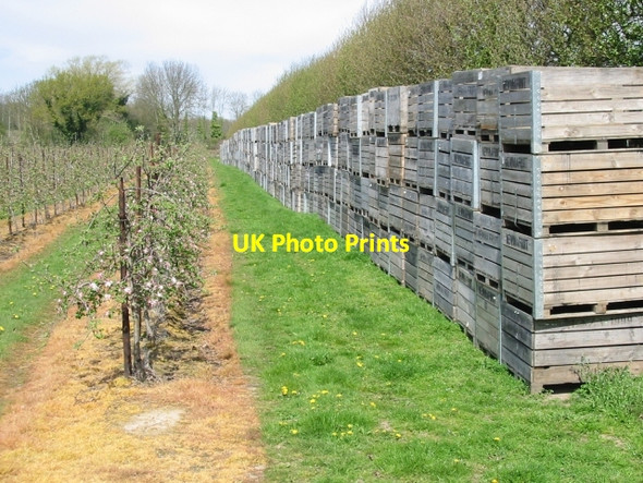 Photo 6"x4" More fruit boxes for Newmafruit Farms Chartham Hatch c2008
