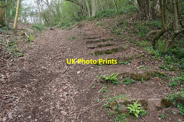 Photo 6"x4" Obsolete Steps to Midsummer Hill Hollybush\/SO7636 c2008