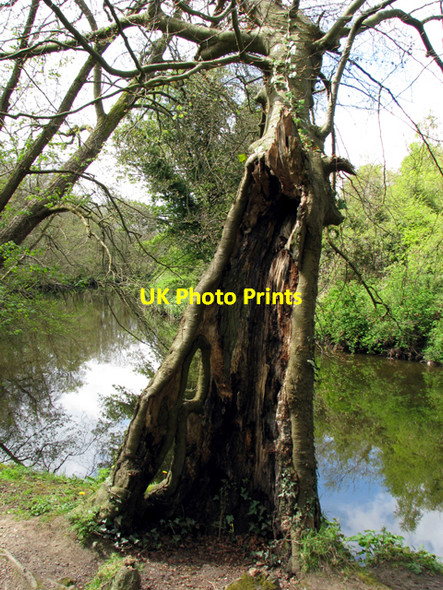 Photo 6"x4" Rotting tree by the Lagan Drumbeg\/J3066 c2008
