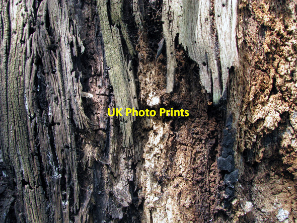 Photo 6"x4" Rotting tree by the Lagan [detail] Drumbeg\/J3066 c2008