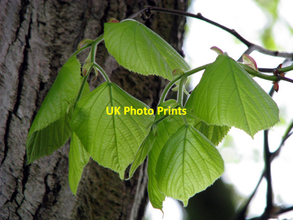 Photo 6"x4" Young leaves [2] Drumbeg\/J3066 c2008
