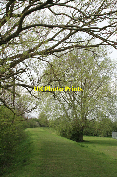 Photo 6"x4" Willow and Flood Defences Long Eaton c2008