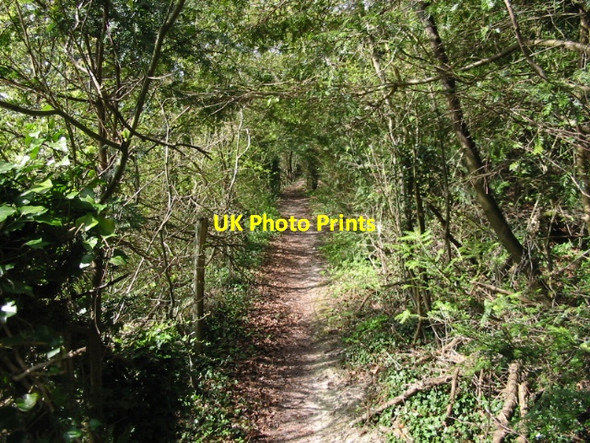 Photo 6"x4" Footpath through a tunnel of trees Bagham c2008