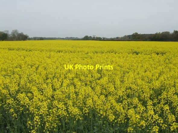 Photo 6"x4" Healthy crop of rape Rosehill\/SJ6630 c2008