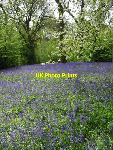 Photo 6"x4" Carpet of bluebells in Brick Kiln Wood, Hole Park Beacon Hill\/TQ8232 c2008