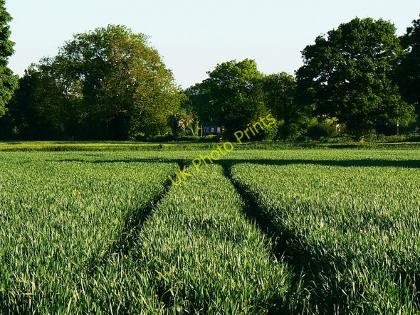 Photo 6"x4" Field east of Eastcourt Burbage\/SU2361 c2009