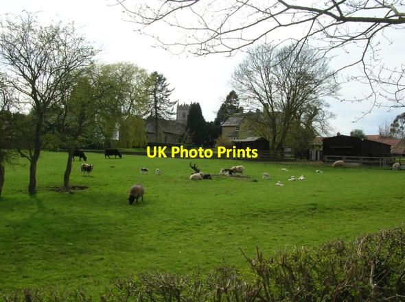 Photo 6"x4" Across to Crambe Crambe c2008