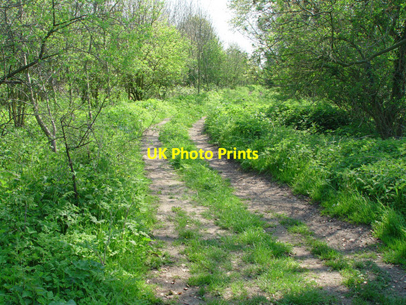 Photo 6"x4" The Track in Littlefield Plantation, Wauldby, East Yorkshire Riplingham c2008