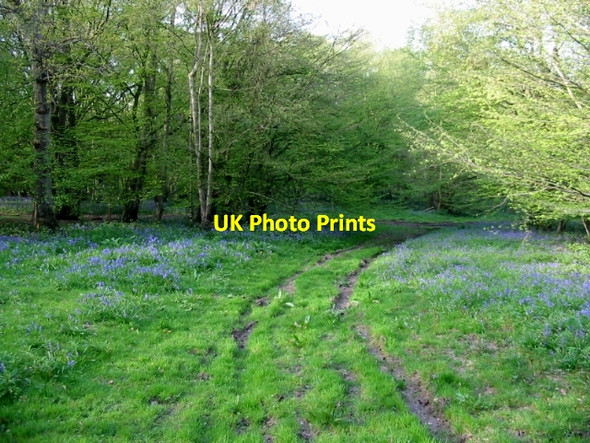 Photo 6"x4" Track through Marriage Wood Crundale\/TR0749 c2008