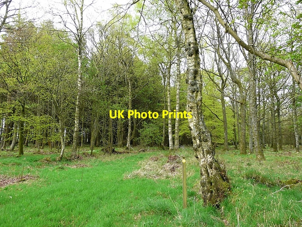 Photo 6"x4" Bridleway through Dicksmoss Wood Netherby\/NY3971 c2008