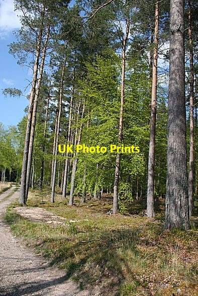 Photo 6"x4" Darnaway Forest Conicavel c2008 P1