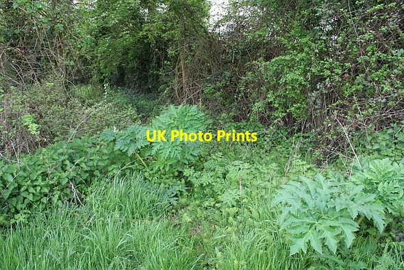 Photo 6"x4" Giant Hogweed rising Buckbury c2008