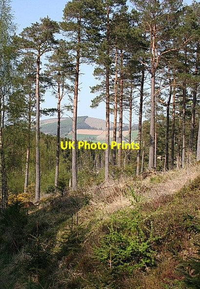 Photo 6"x4" Scots Pines Brideswell\/NJ5739 c2008