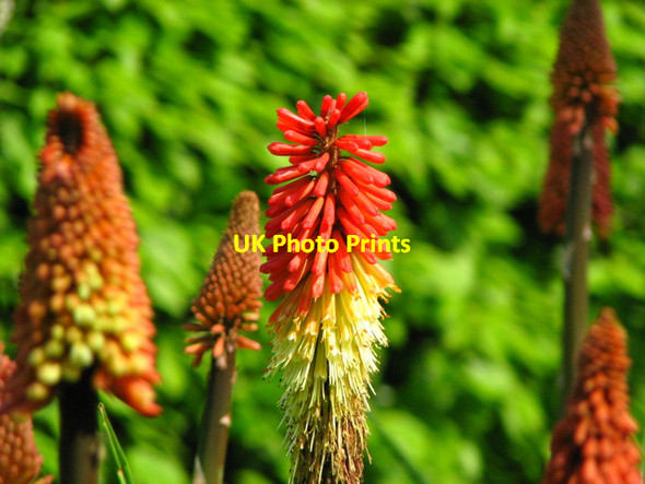 Photo 6"x4" Red Hot Poker, Carnfunnock Country Park Ballygalley c2008