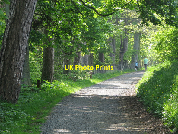 Photo 6"x4" Path, Carnfunnock Country Park [2] Ballygalley c2008