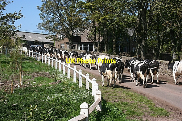 Photo 6"x4" Slains Park Kinneff c2008