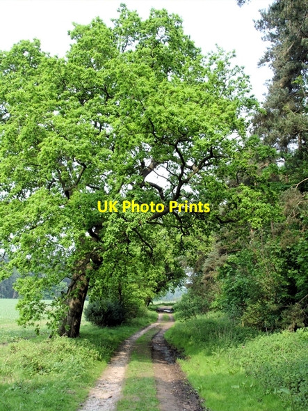 Photo 6"x4" Beeston - footpath 28 Beeston\/SJ5458 c2008
