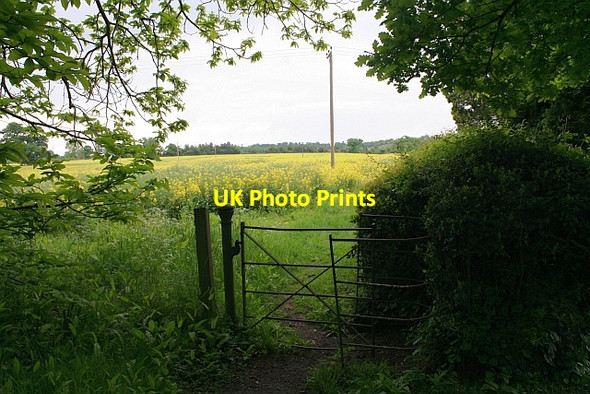 Photo 6"x4" Kissing gate into rape field Church End\/SO8341 c2008