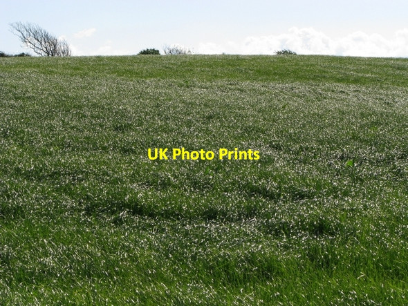Photo 6"x4" Field by Ballymacormick Point Groomsport c2008