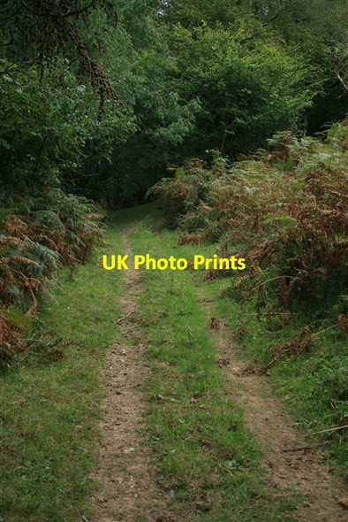 Photo 6"x4" Bridleway beside Widcombe Wood Farway c2007