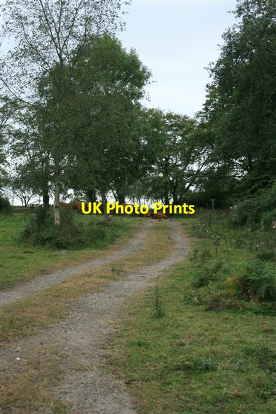 Photo 6"x4" Cattle, Ball Hill Farway c2007